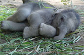 Bonsai Elefant hygger sig