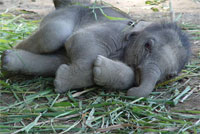 Bonsai Pets Elefant