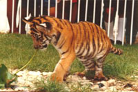 Bonsai Pets Tiger